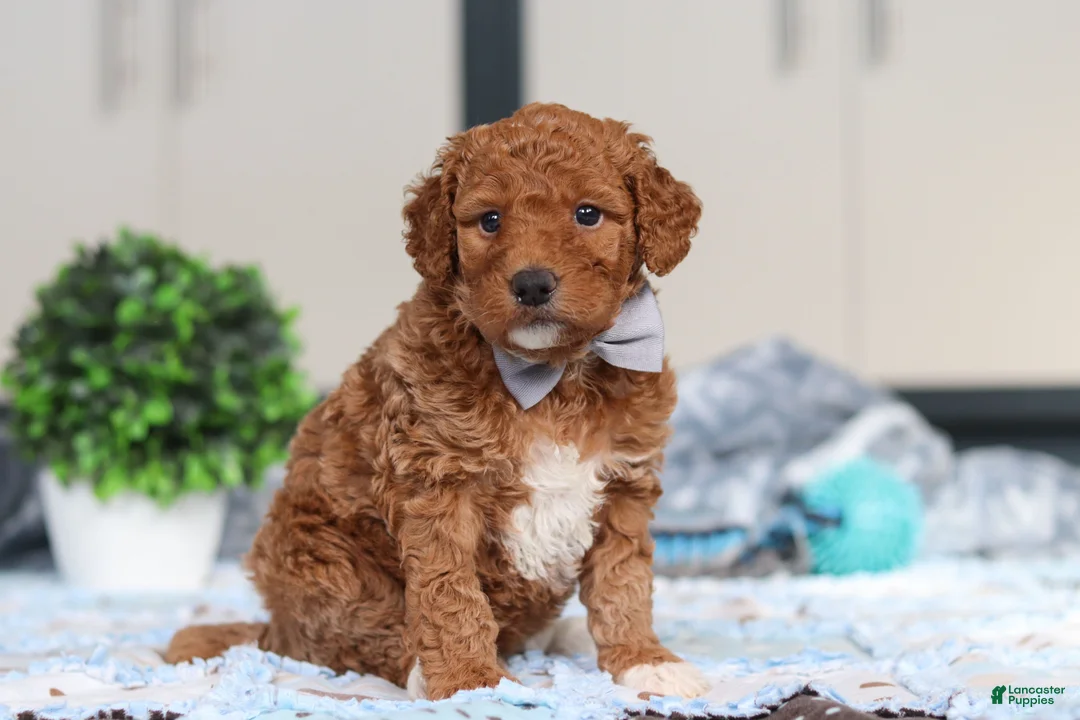 Goldendoodle dogs for sale: Oakley - Ad 5