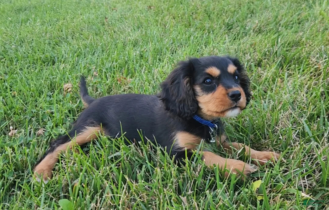 Cavalier King Charles Spaniel dogs for sale: Snickers - Ad 2