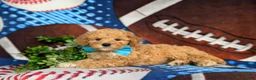 Mixed Breed dogs for sale: Marshall Hypoallergenic - Ad 5