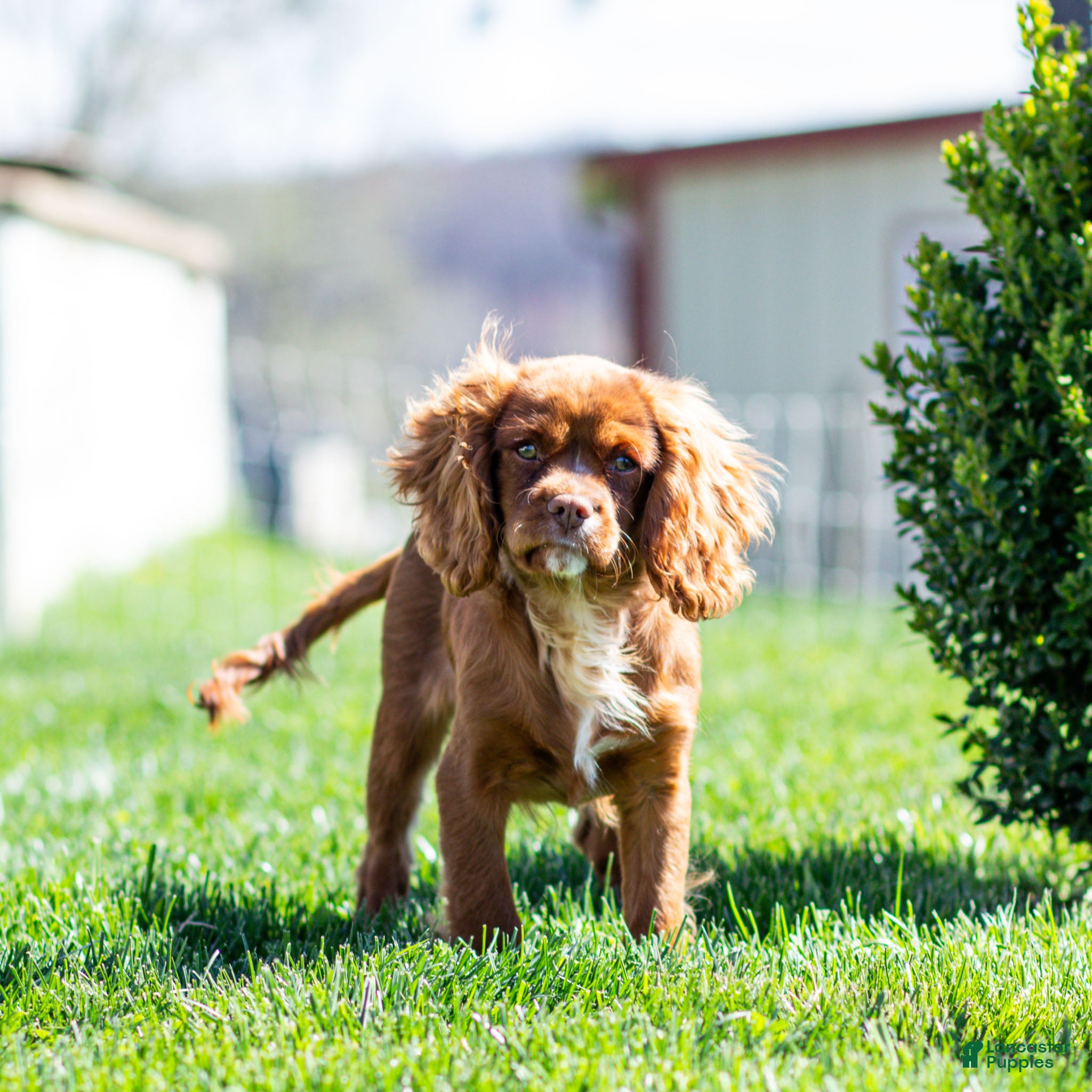 Cavalier King Charles Spaniel dogs Colsen - Ad 2
