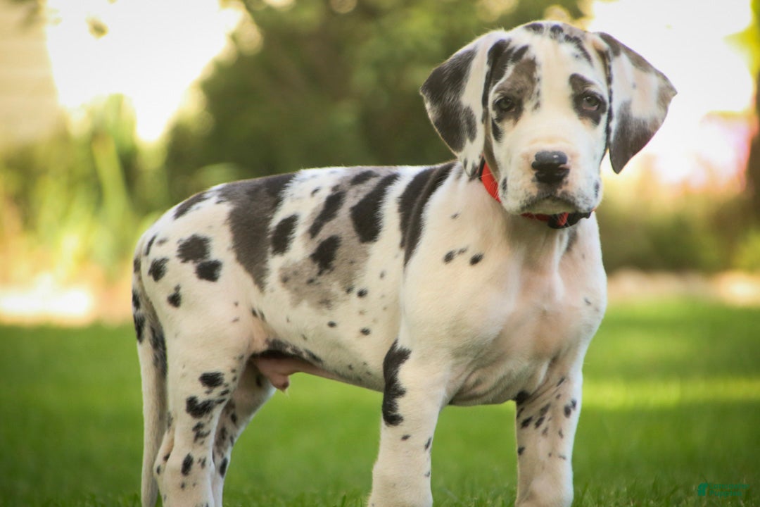 Great Dane