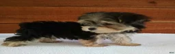 Morkie dogs for sale: Lily - Ad 3