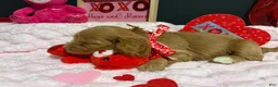 Cockapoo dogs for sale: Sirya - Ad 10