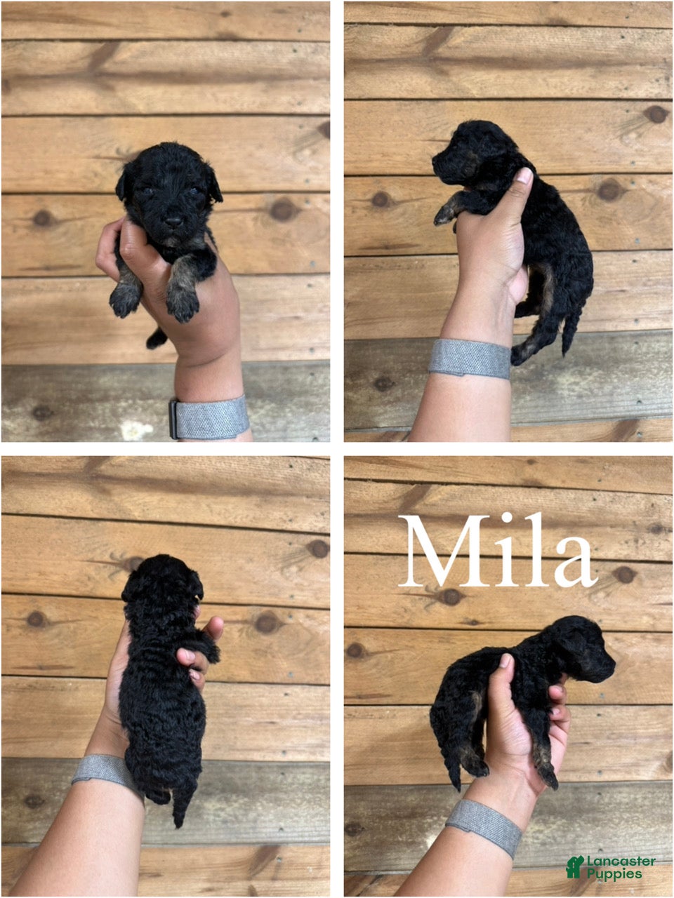 Mixed Breed dogs Mila - Ad 1