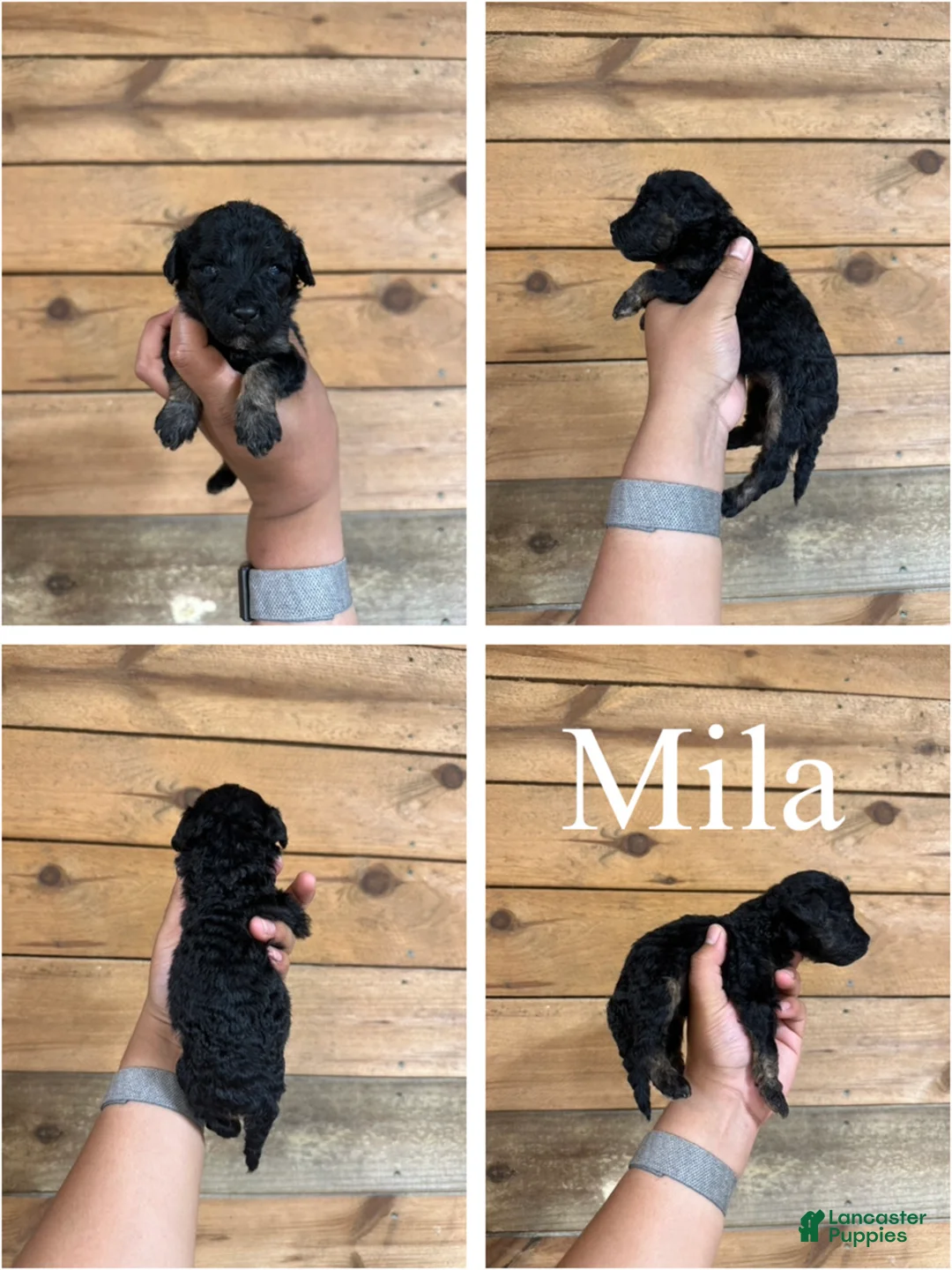 Mixed Breed dogs for sale: Mila - Ad 1