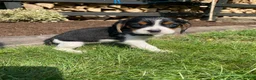 Beaglier dogs for sale: Abby - Ad 5