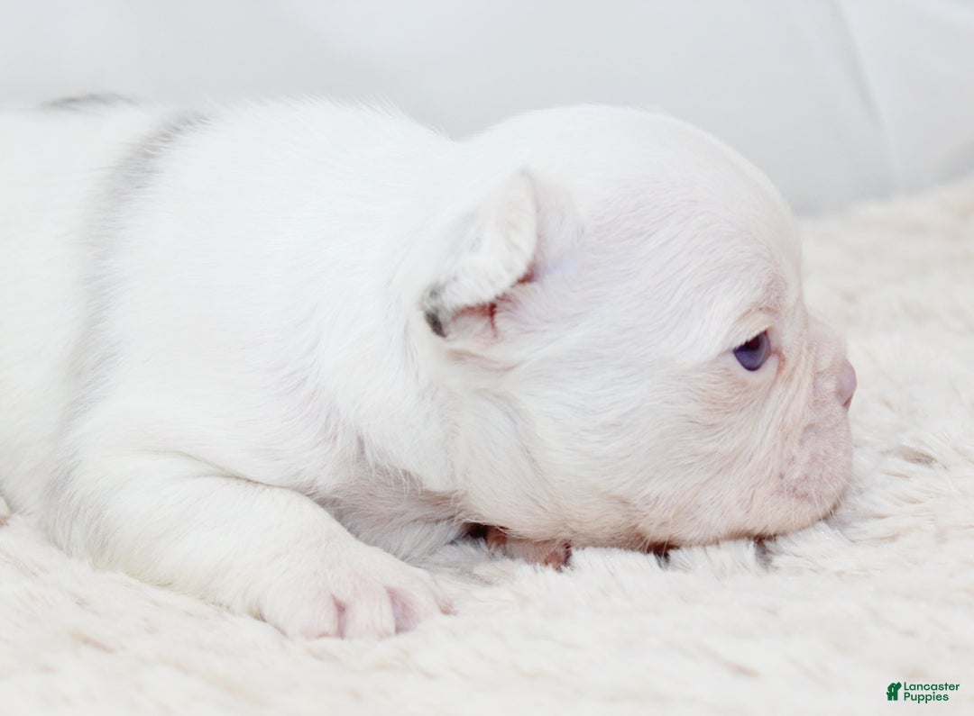French Bulldog dogs for sale: Kodiak-Koi Choc & Tan w Testable  - Ad 3