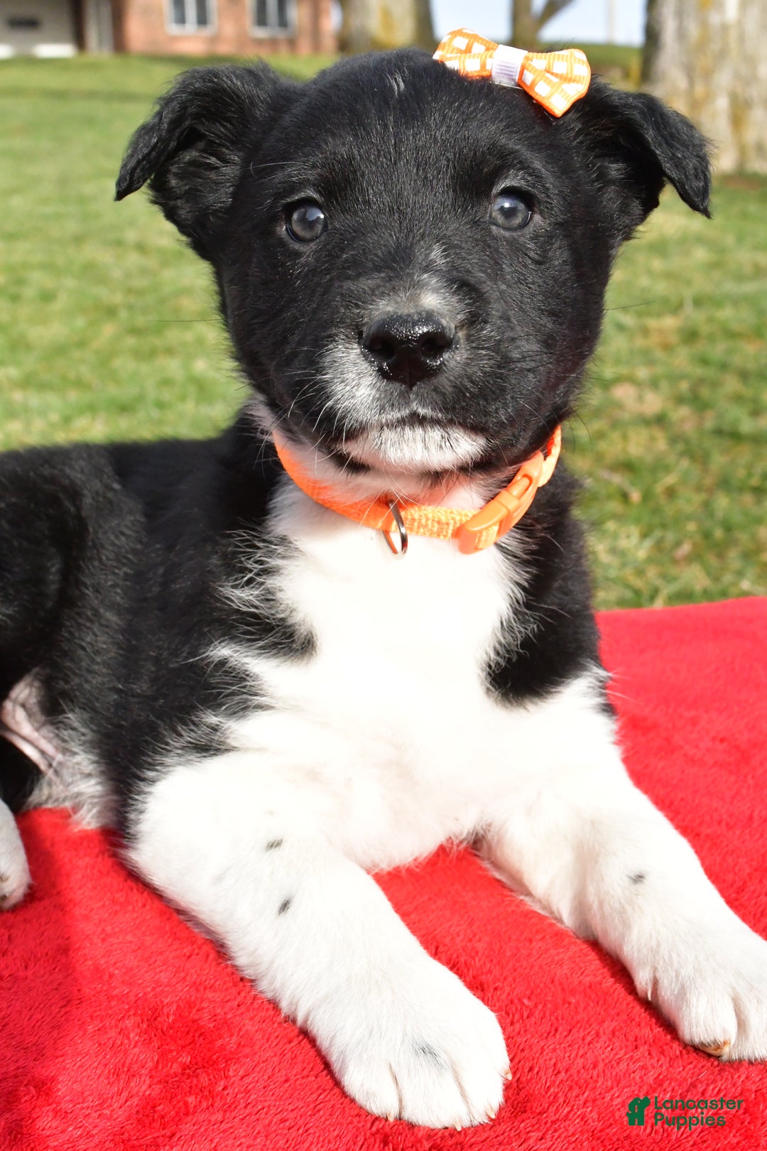 Mixed Breed dogs for sale: Milo - Ad 3