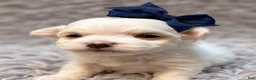 Maltese dogs for sale: Winifred “Winnie”  - Ad 2