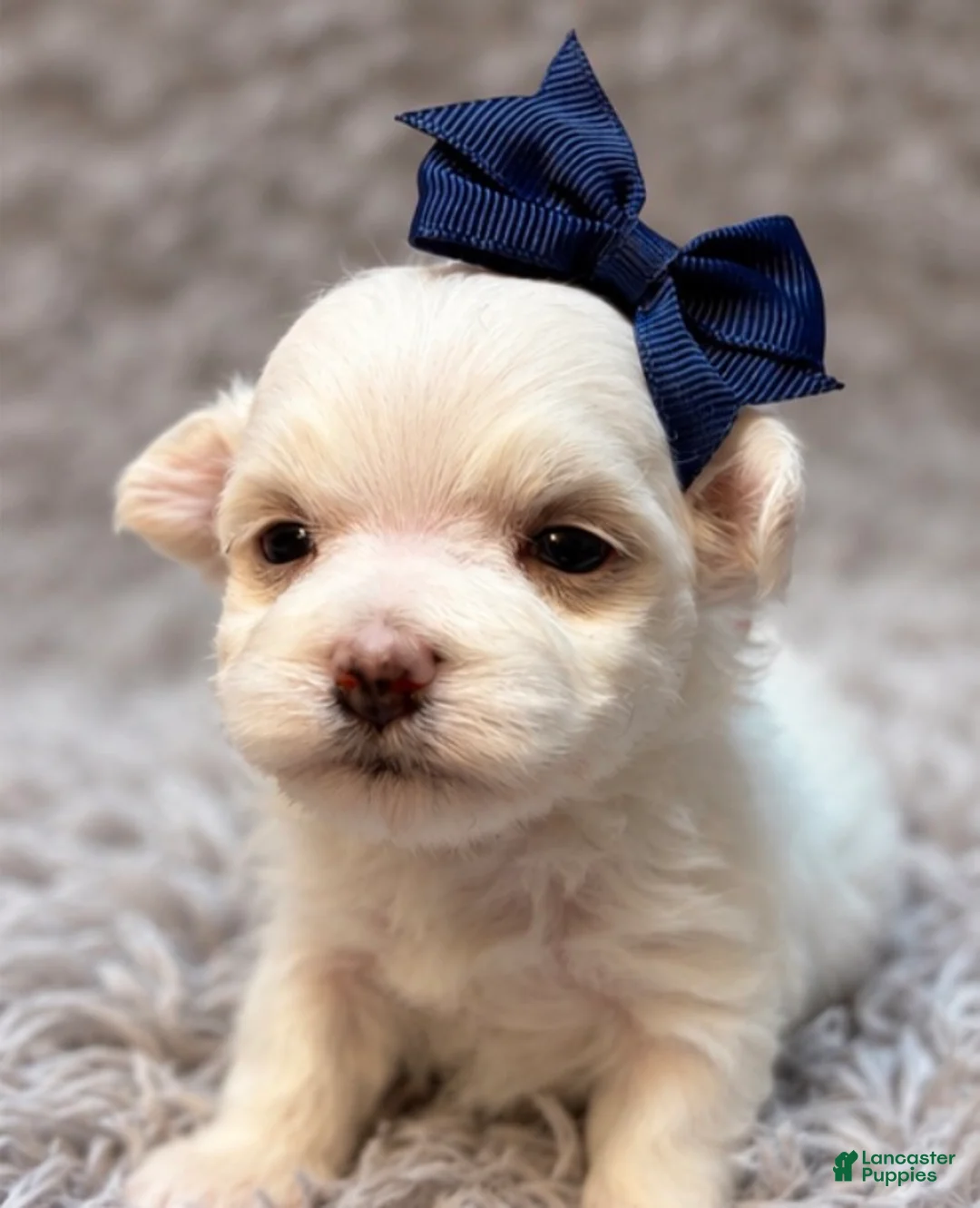 Maltese dogs for sale: Winifred “Winnie”  - Ad 2
