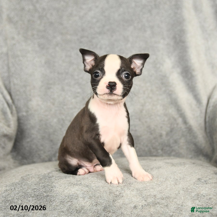 Boston Terrier dogs Drake - Ad 21