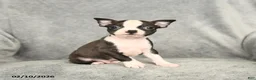 Boston Terrier dogs for sale: Drake - Ad 1
