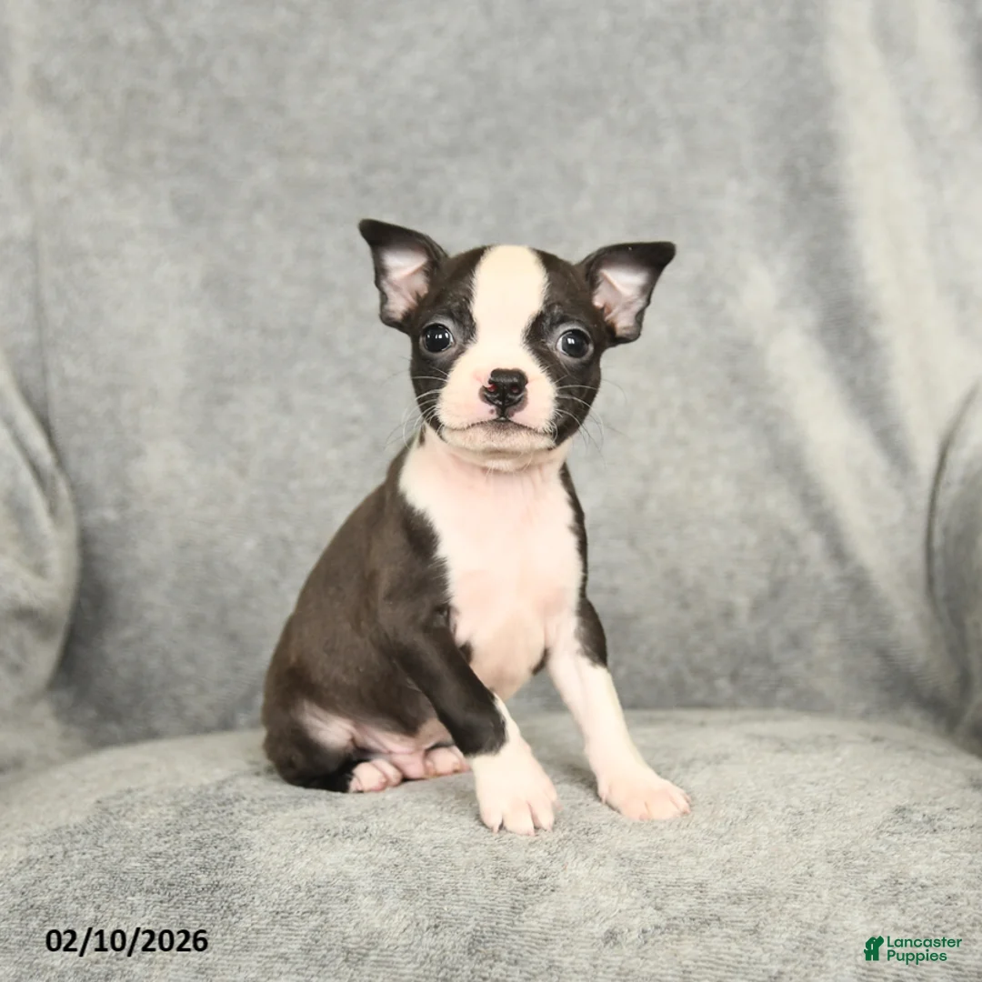 Boston Terrier dogs for sale: Drake - Ad 1
