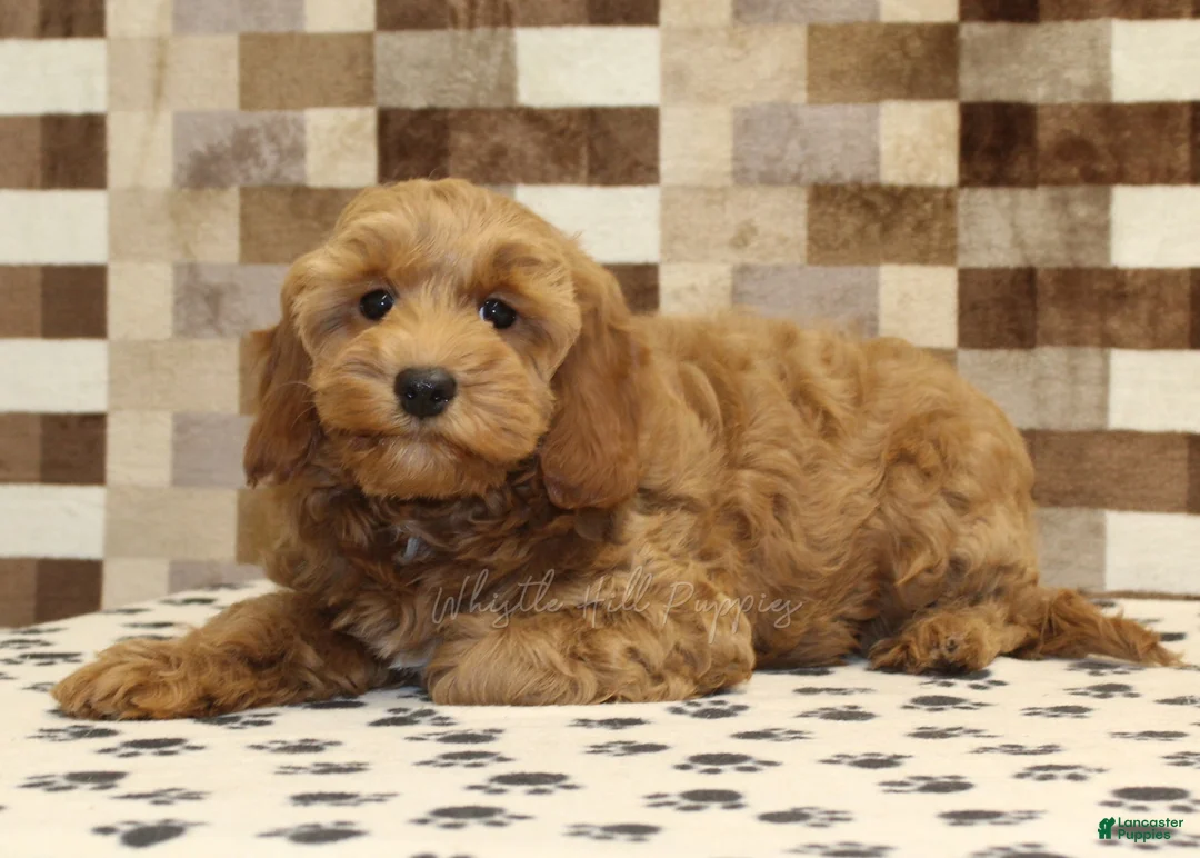 Cavapoo dogs for sale: Dusty - Ad 2