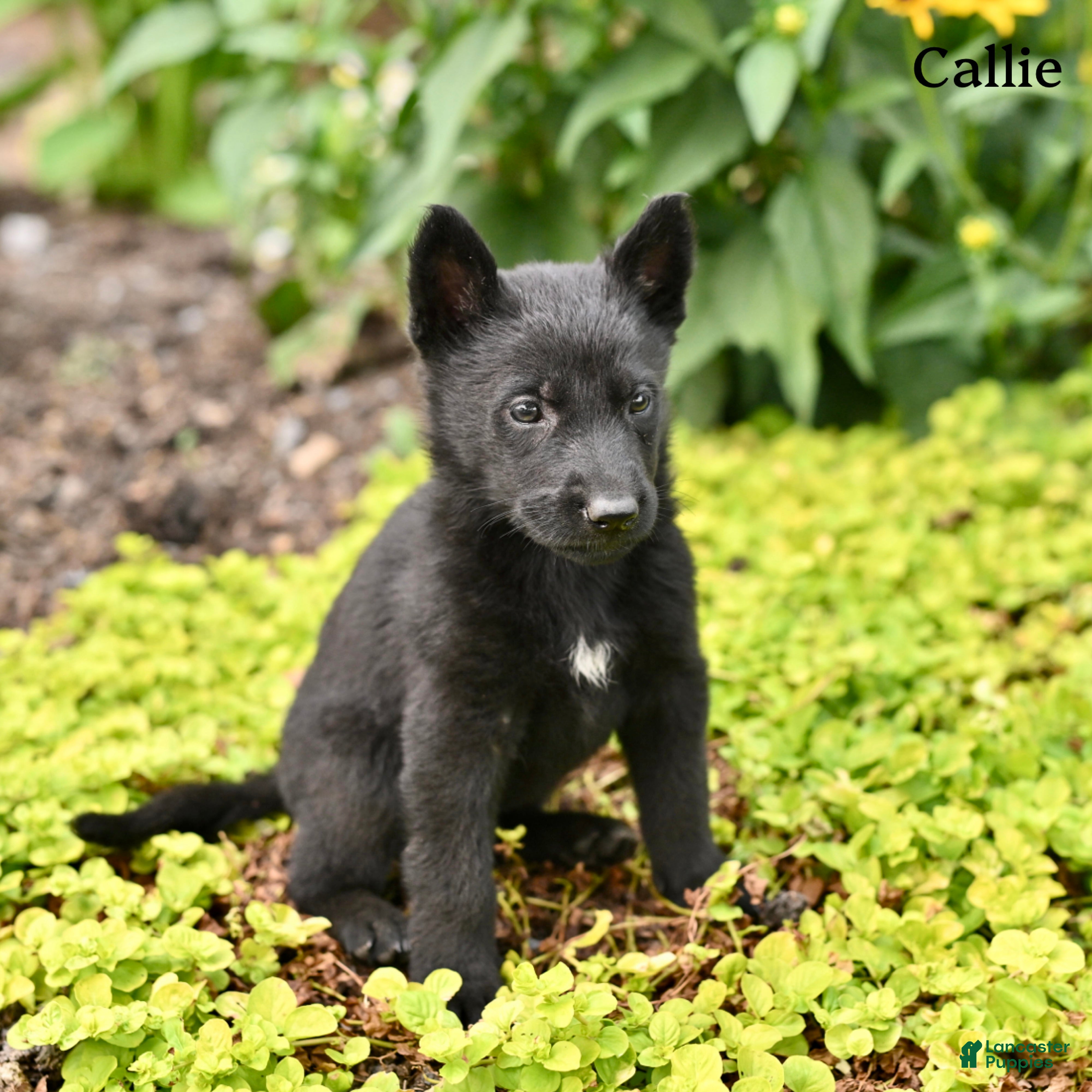 German Shepherd dogs Callie - Ad 2