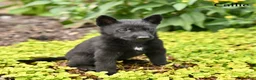 German Shepherd dogs for sale: Callie - Ad 2