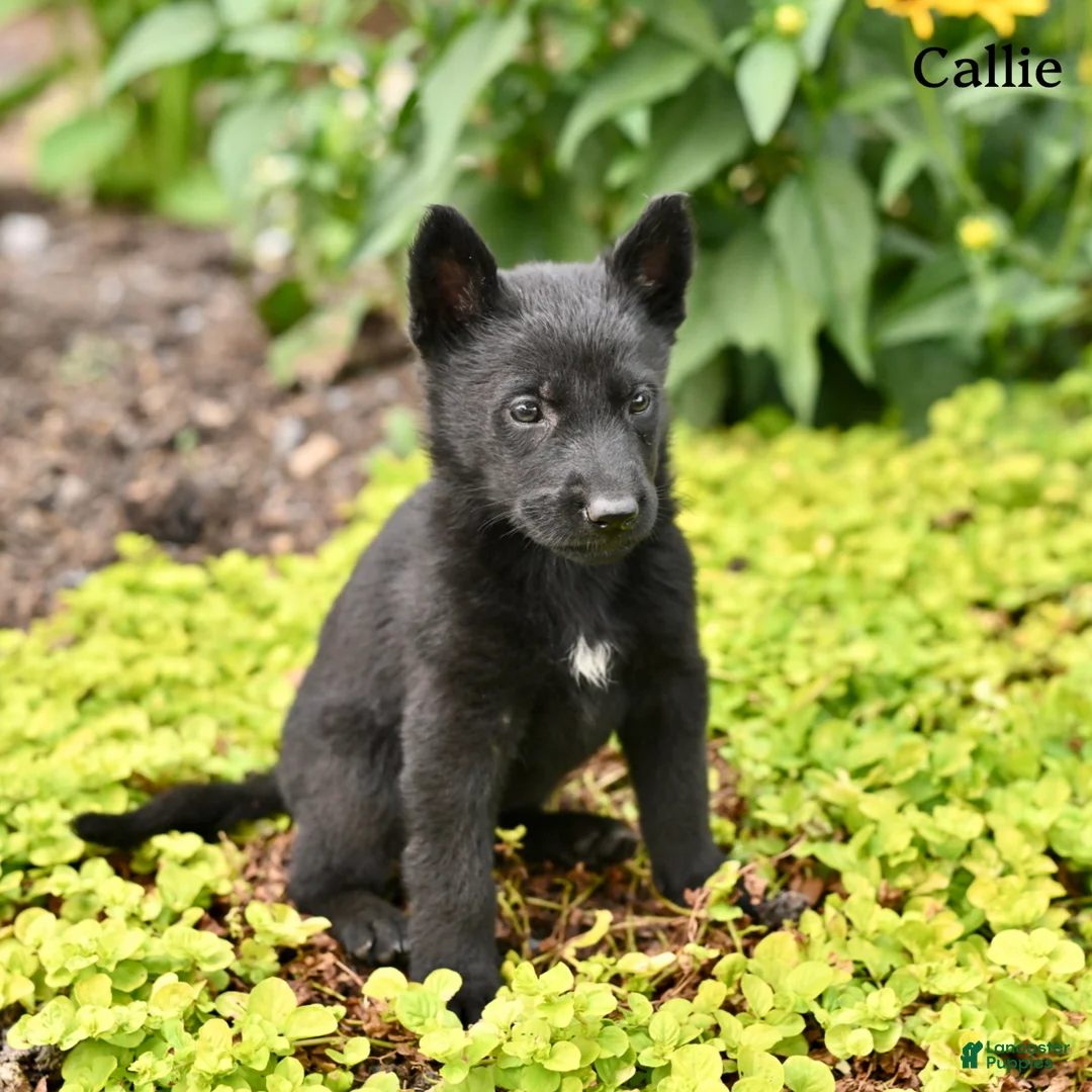 German Shepherd dogs for sale: Callie - Ad 2