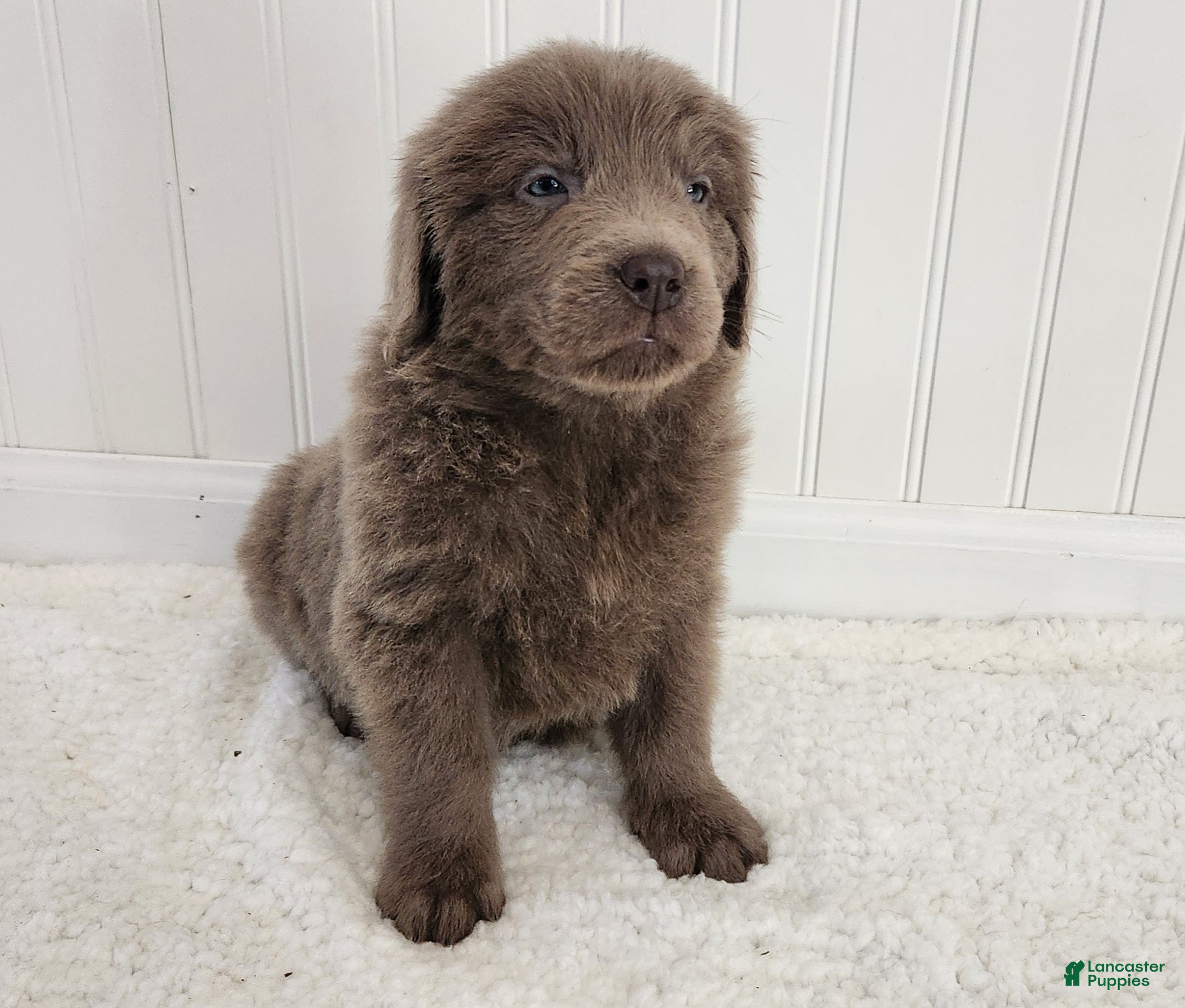 Newfoundland dogs for sale: AKC Evie - Ad 1