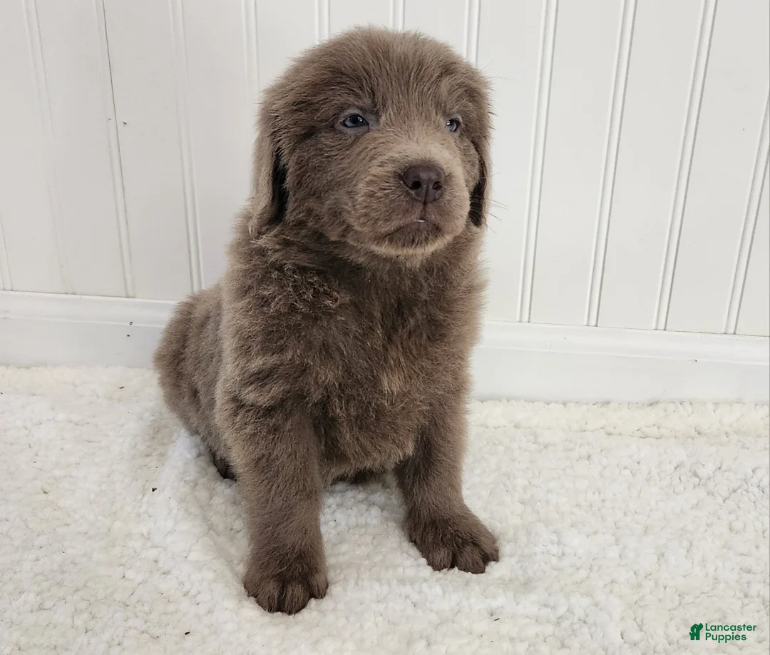 Newfoundland dogs for sale: AKC Evie - Ad 1