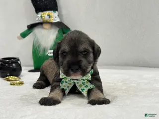 Miniature Schnauzer dogs Paisley Male 4 - Ad 4