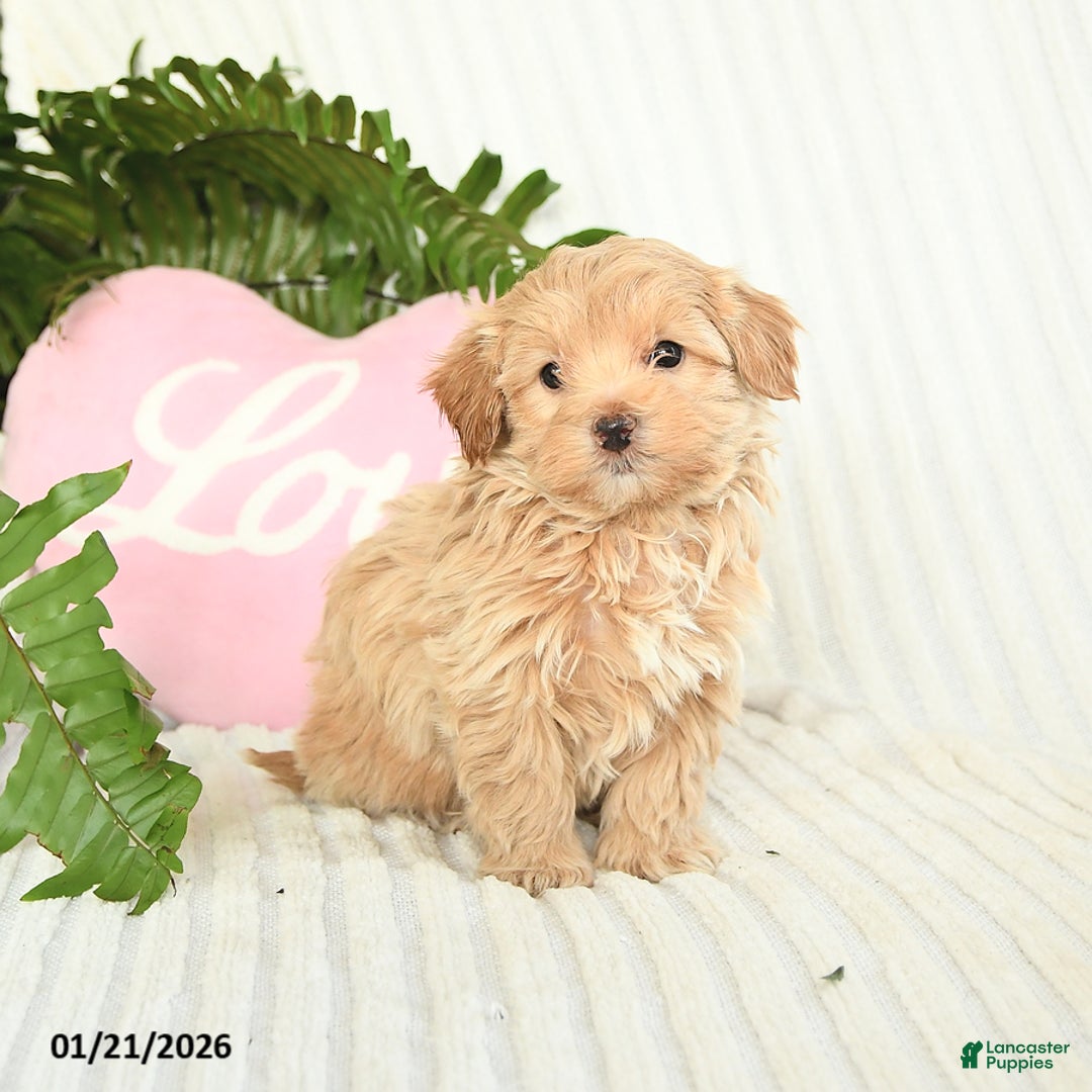 Mixed Breed dogs for sale: Landon - Ad 2