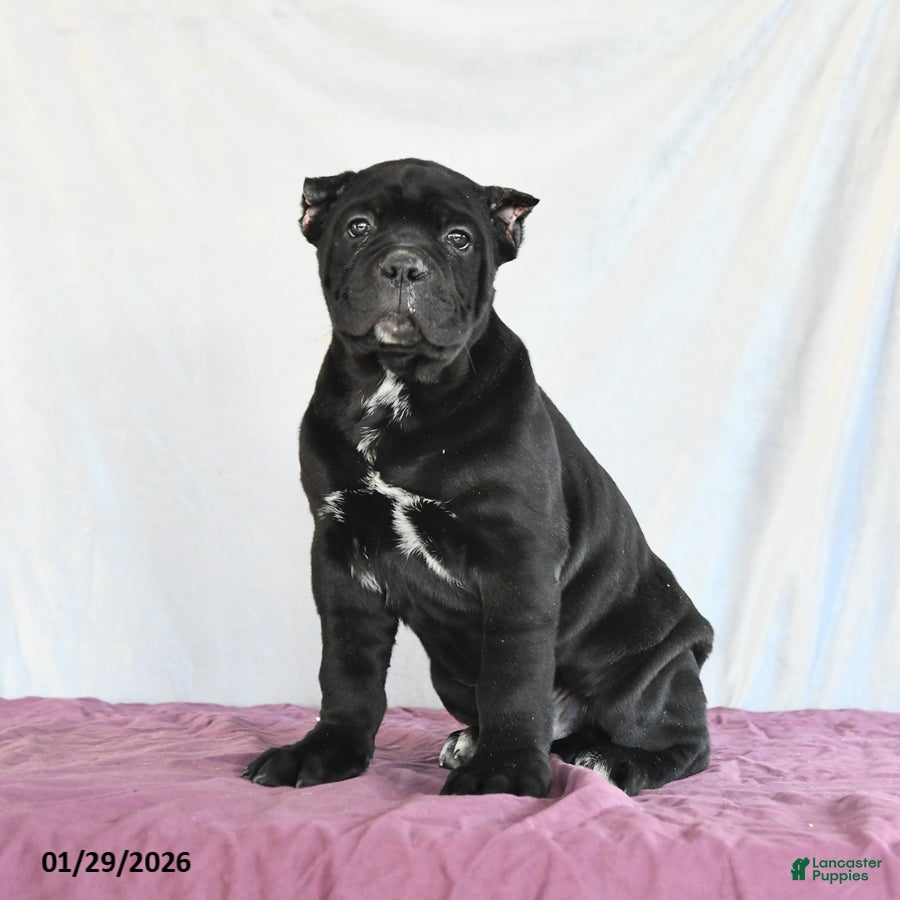 Cane Corso dogs Monty - Ad 9