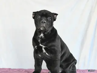 Cane Corso dogs Monty - Ad 9