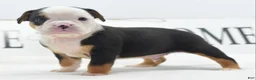 Mixed Breed dogs for sale: Diesel - Ad 16