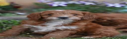 Cockapoo dogs for sale: Thorn - Ad 1