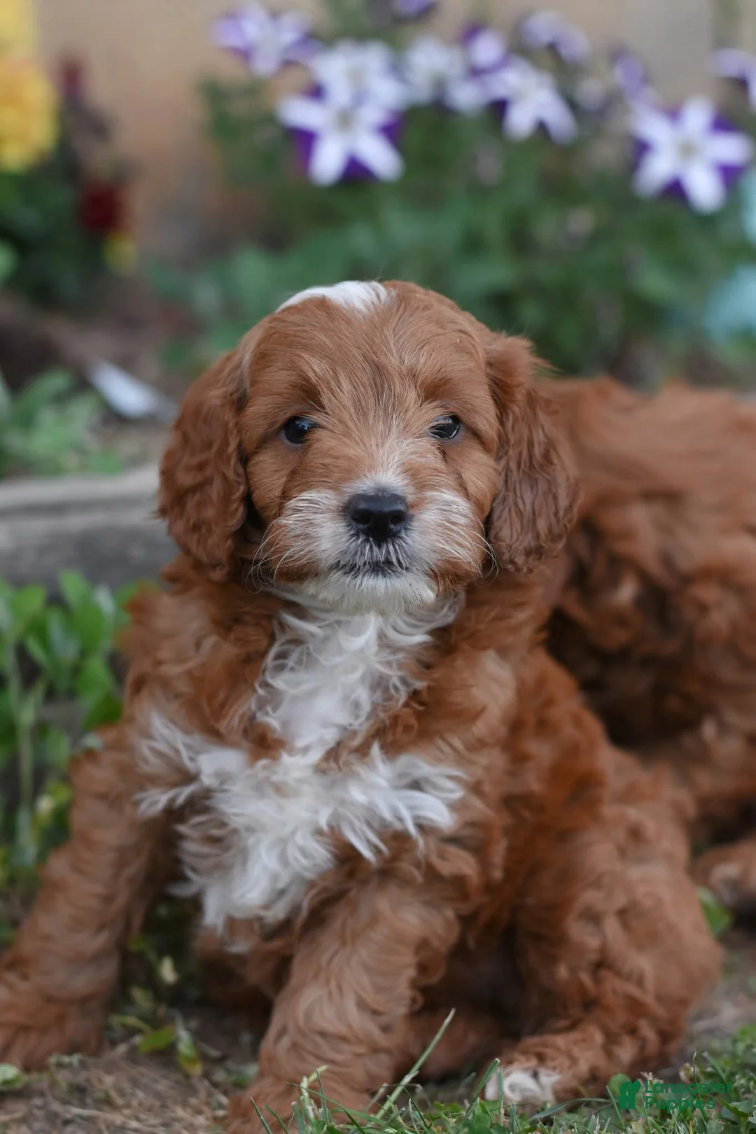 Cockapoo dogs for sale: Thorn - Ad 1