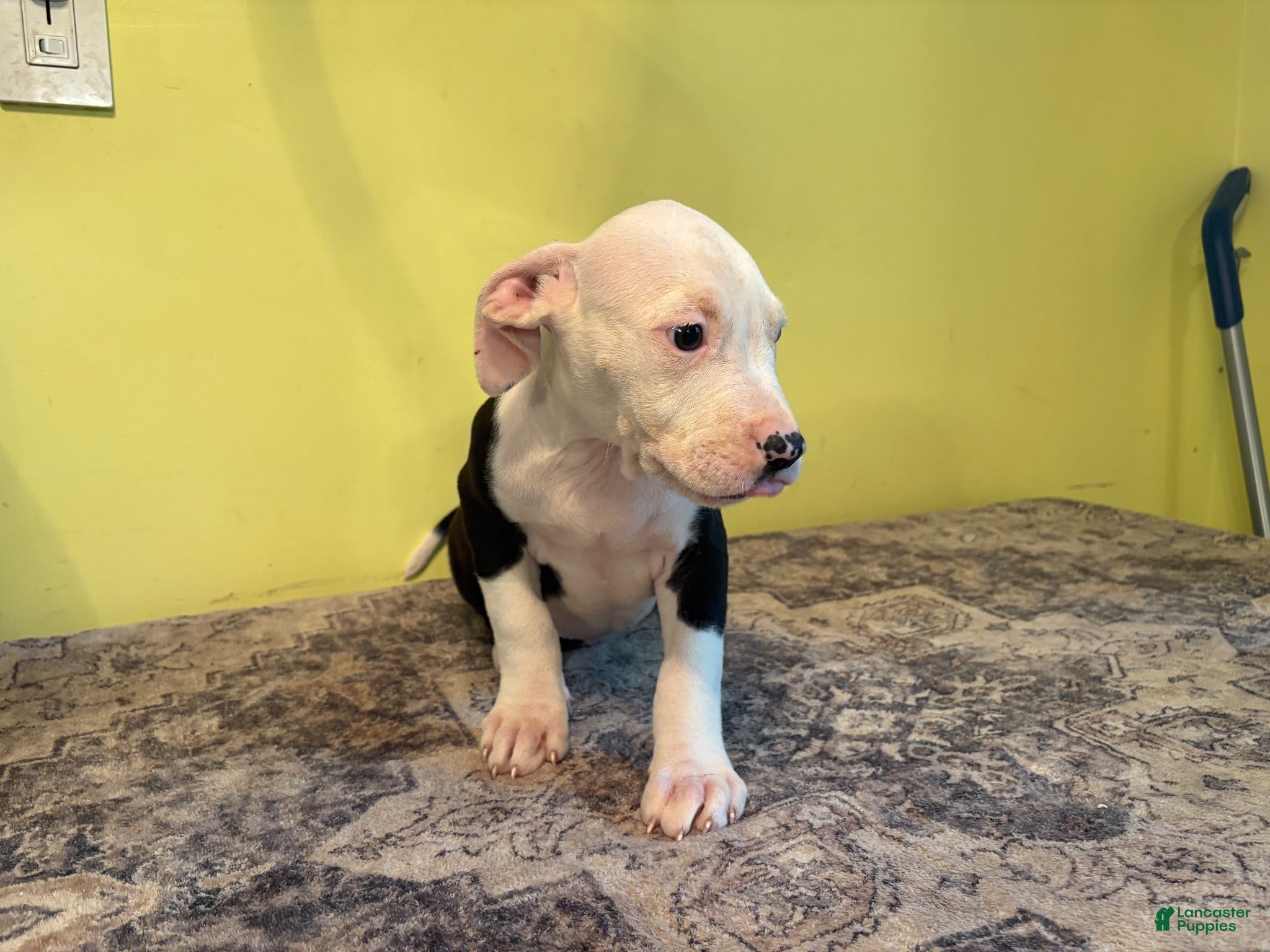 American Pit Bull Terrier dogs American Pit Bull Terrier 1 - Ad 7