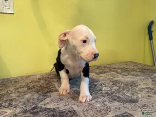 American Pit Bull Terrier dogs American Pit Bull Terrier 1 - Ad 6