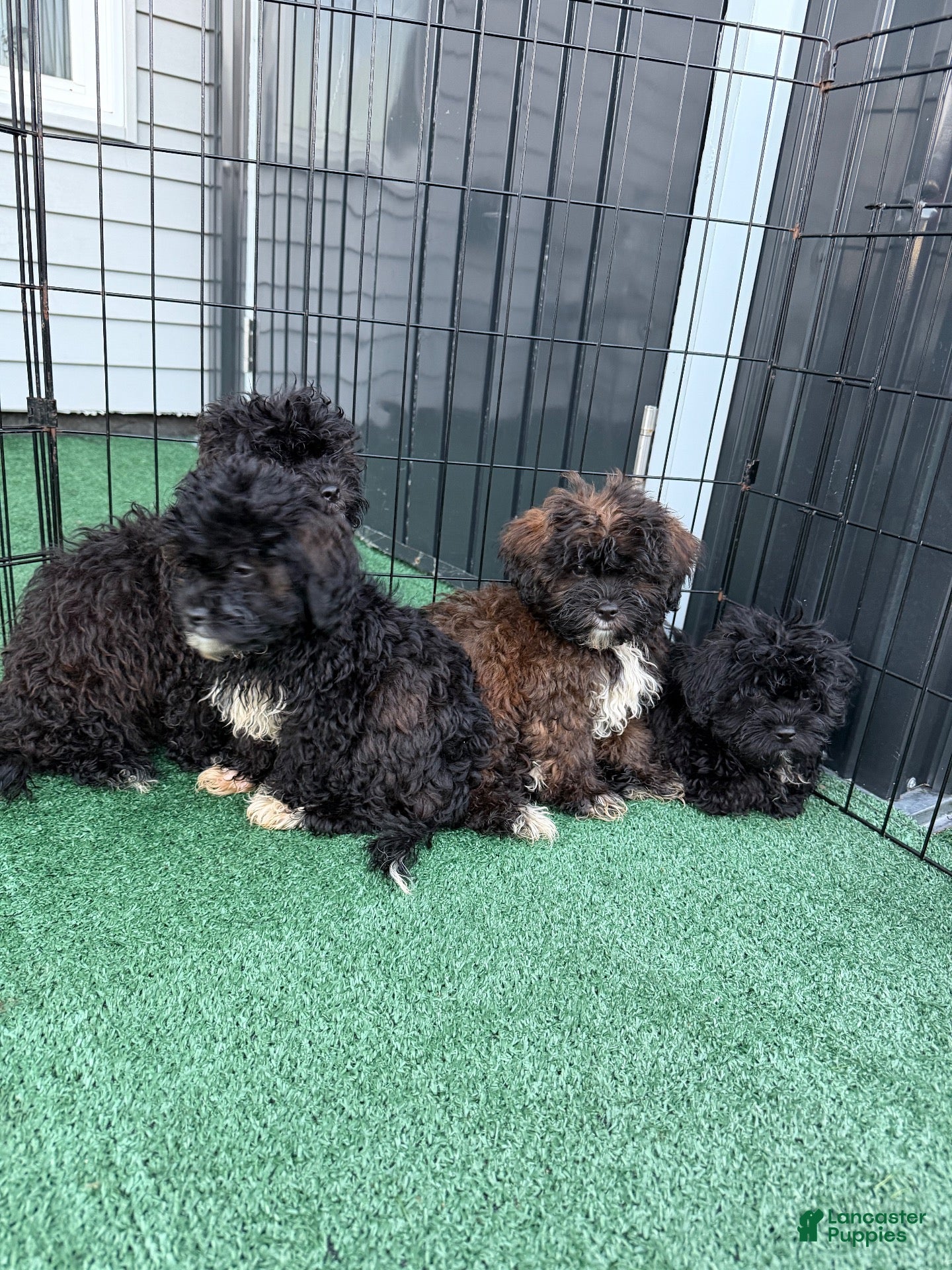 Shihpoo dogs Benny - Ad 1