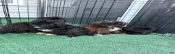 Shihpoo dogs for sale: Benny - Ad 1