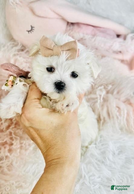 Maltese dogs Teacup Maltese 1 - Ad 2