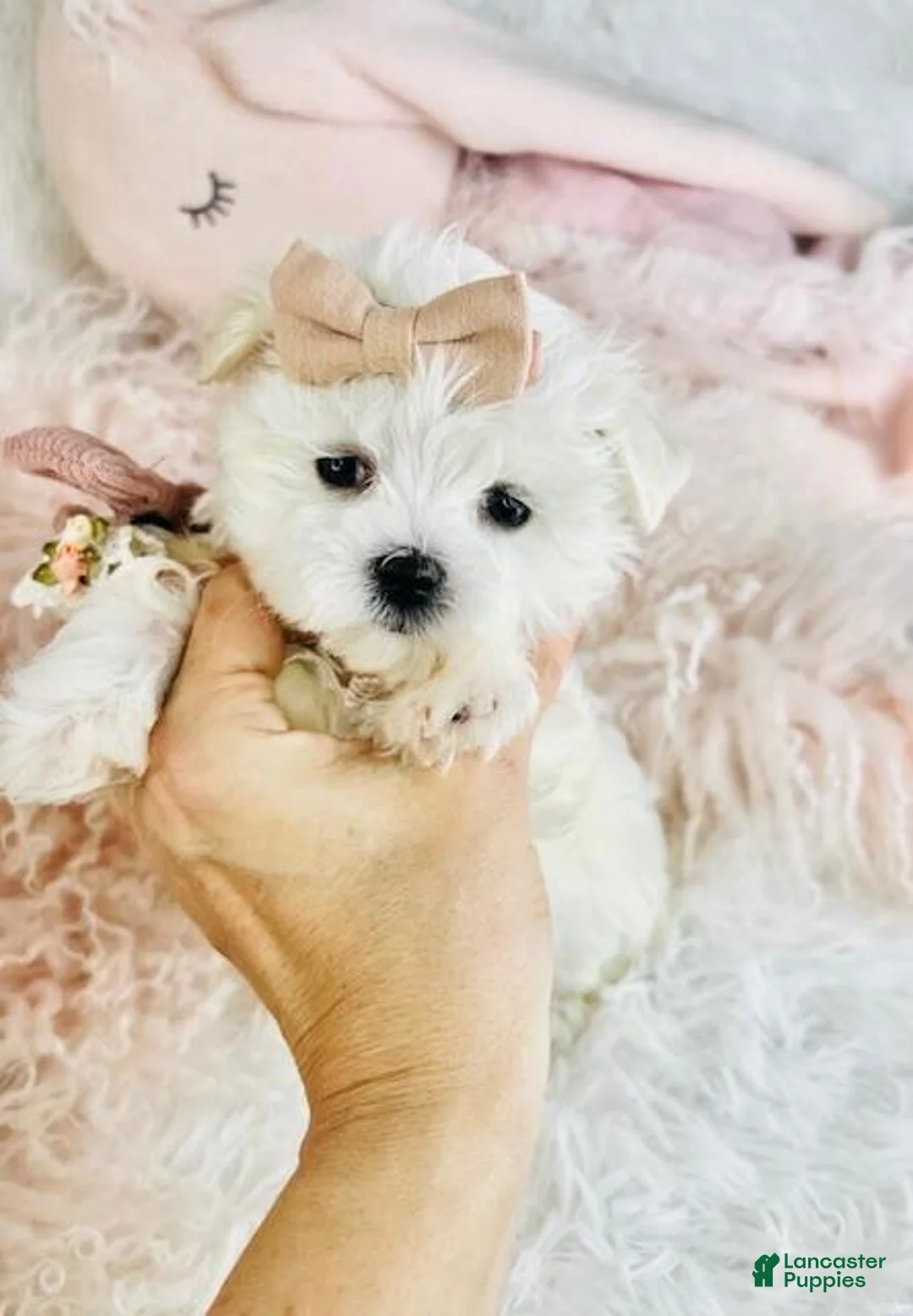 Maltese dogs for sale: Teacup Maltese 1 - Ad 2