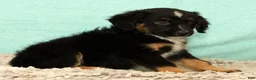 Mini Aussiedoodle dogs for sale: Leon - Ad 4