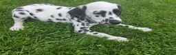 Dalmatian dogs for sale: Dalmatian Female 3 - Ad 3