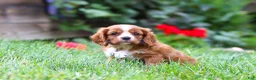 Cavalier King Charles Spaniel dogs for sale: Charlie - Ad 7