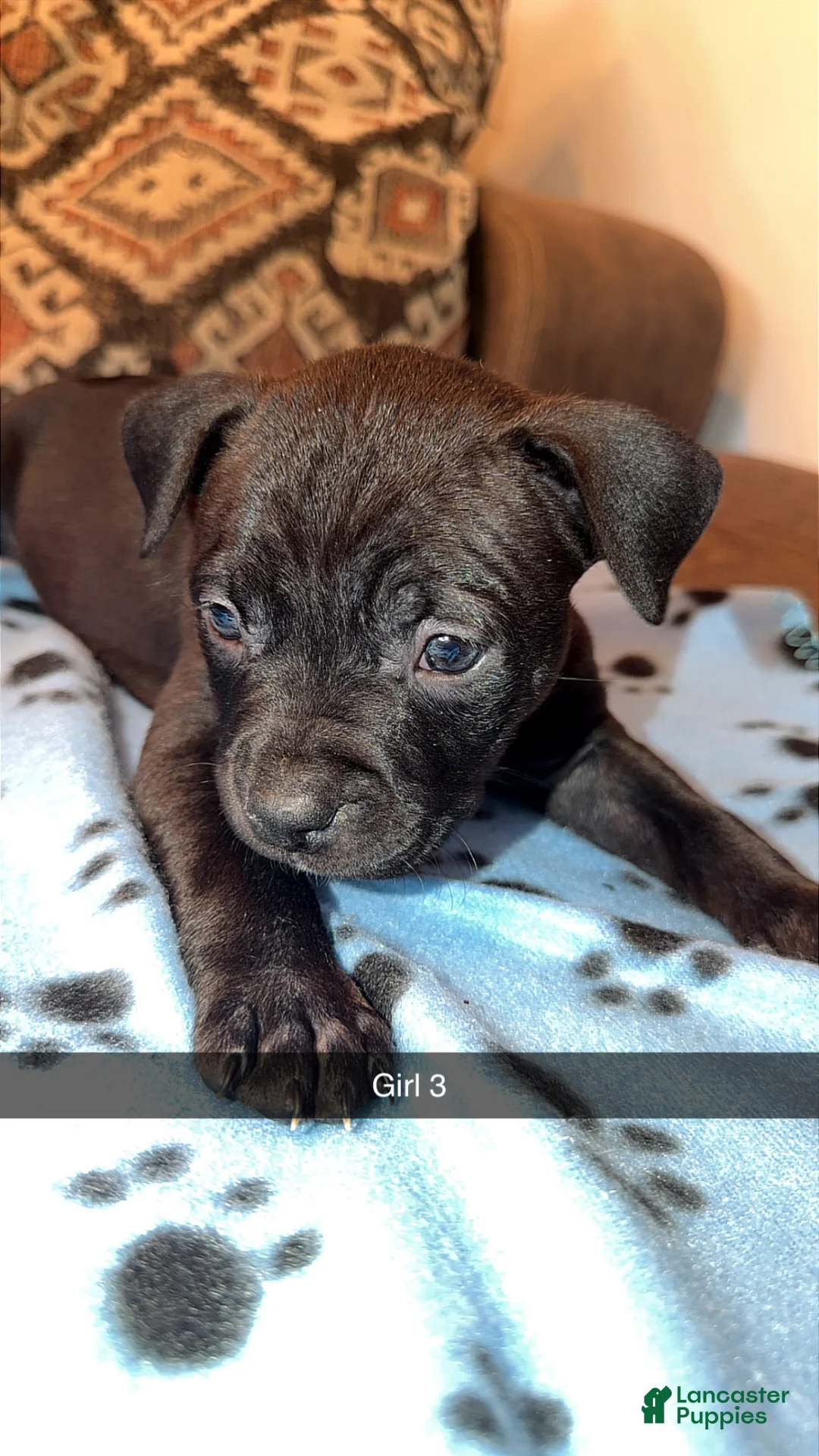 Mixed Breed dogs for sale: Mixed Breed Puppy 3 - Ad 1