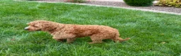 Cockapoo dogs for sale: Kip  - Ad 9