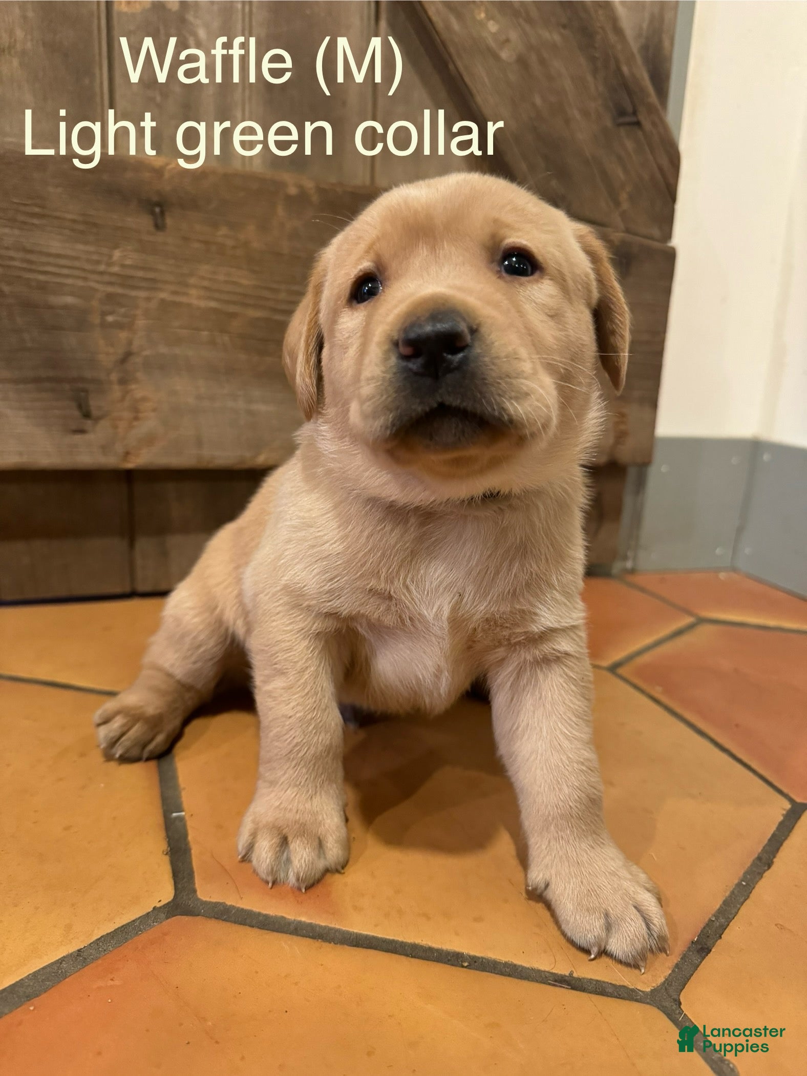 Labrador Retriever dogs Waffle- Light green collar - Ad 24