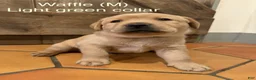 Labrador Retriever dogs for sale: Waffle- Light green collar - Ad 2