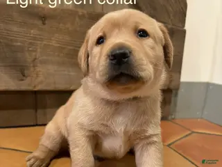 Labrador Retriever dogs Waffle- Light green collar - Ad 24
