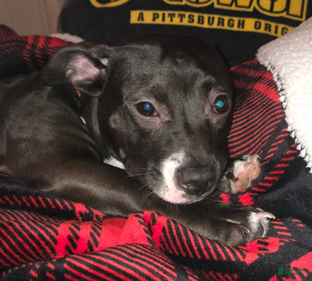 American Pit Bull Terrier dogs for sale: American Pit Bull Terrier Puppy 1 - Ad 1