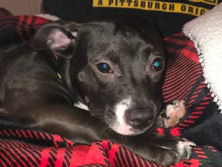 American Pit Bull Terrier dogs American Pit Bull Terrier Puppy 1 - Ad 9