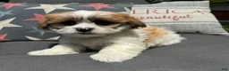 Teddy Bear dogs for sale: Beau - Ad 4