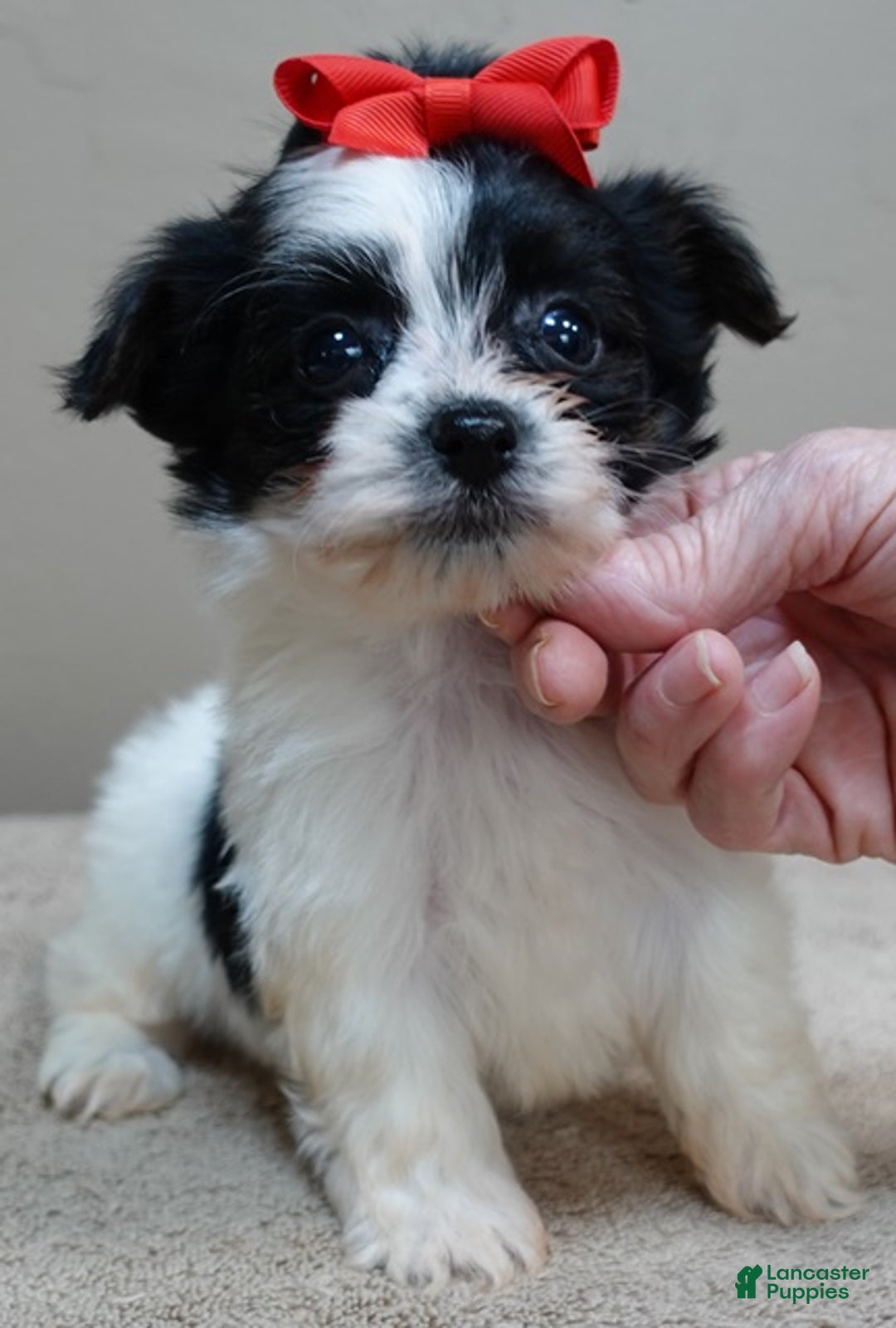 Yorkshire Terrier dogs for sale: Presley dob 10/13 - Ad 5