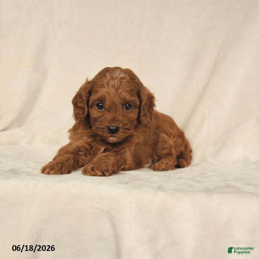 Cavapoo dogs Hickory - Ad 1