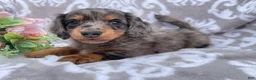 Miniature Dachshund dogs for sale: Flash - Ad 7